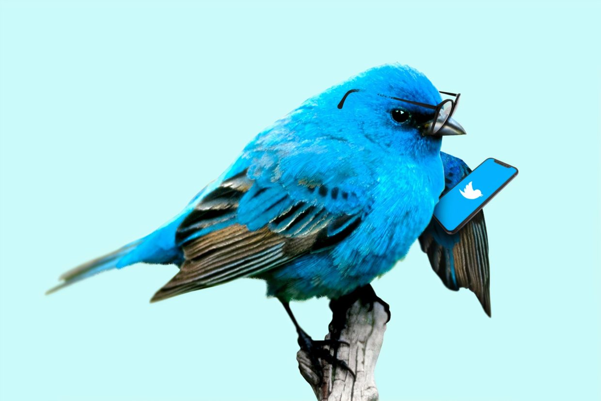 Created image of a blue bird with cellphone on Twitter, used for display purposes as feature image on the Join SoundsLikeIndie on Twitter post